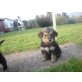 goldenretriever Welpen - Hündin