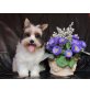 gonzo, Biewer Yorkshire Terrier a la pon pom - Rüde