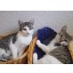 grauweiße Katerchen, Stubentiger - Kater