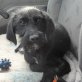 guindilla, Schnauzer- Mix - Hündin