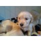 happy new year Goldern retriver Welpen, AKC r - Rüde