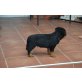 hartburg, Rottweiler Welpen - Rüde