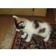 hat noch keinen Namen, Süsses buntes  Kätzchenbaby - Katze
