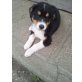 hat noch keinen richtigen namen!, Berner Sennenhund Welpen - Rüde