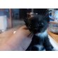haus katze - Kater