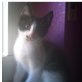 haus- siam - Kater