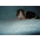 hauskatze - Kater