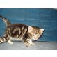 hauskatze - Kater