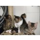 hauskatze - Kater