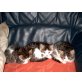 hauskatze - Kater