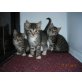 hauskatze - Kater