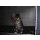 hauskatze - Kater