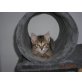 hauskatze - Kater