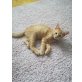hauskatze - Kater