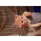 hauskatze - Kater