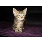 hauskatze - Katze