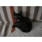 hauskatze - Katze