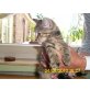 hauskatze - Katze