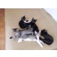 hauskatze - Katze