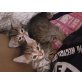 hauskatze - Katze