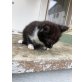 hauskatze - Katze