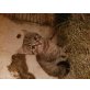 hauskatze - Katze