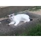 hauskatze - Katze