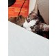 hauskatze - Katze