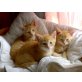 hauskatzen - Katze