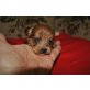 hellbraune Yorkshire Terrier - Hündin
