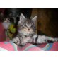 hierbinich, Maine Coon - Kater