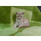 http://www.kittens.dalicats.eu/reservation.ht, Britisch Kurzhaarkatze - Katze