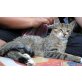 hübscher Angoramix-Jungkater - Kater