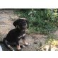 hunde/katzenverträgl, Mischling - Rüde