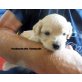 hundezucht.wien, Havadoodle Welpen - Hündin