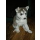 husky-schäferhund Welpen - Hündin