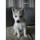 husky-schäferhund Welpen - Hündin