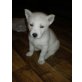 husky-schäferhund Welpen - Rüde