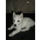 husky-schäferhund Welpen - Rüde