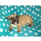 ich bin der Kasper, Französische Bulldogge Welpen - Rüde