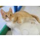 ich will spielen - wer spielt mit mir? - Kater
