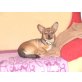 ilay, chihuahua schizu  - Rüde