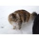 ilco, Maine Coon - Kater