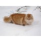 ilco, Sibirische Katze - Kater