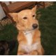 immer gut drauf , Familienhund Sandy - Hündin