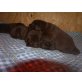 indingo , Labrador Retriever Welpen - Rüde