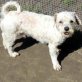 ist ein freundlicher und liebenswerter Hund, Mischling - Rüde
