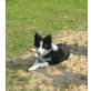 jack, Border-Collie - Rüde