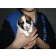 jack Russel-shih Tzu - Rüde