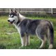 jack, Siberian Husky - Rüde